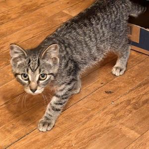 Grant, kitten, available for adoption