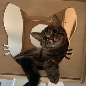 Evelyn, young, available for adoption