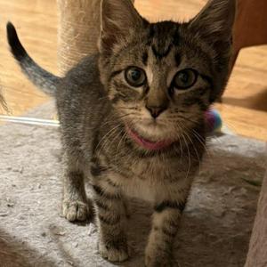 Gretchen, kitten, available for adoption