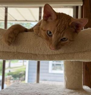 Arthur Dent, kitten, available for adoption