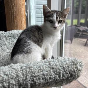 Cassie, kitten, available for adoption