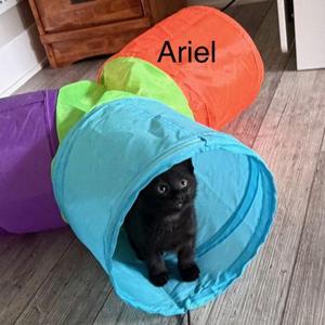Ariel, kitten, available for adoption