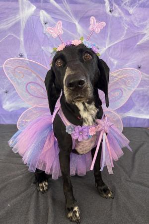 Zoey, Mixed Breed / Coonhound, young, available for adoption