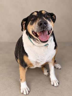 A happy dog with a black, white, and brown coat, wearing a green collar, sitting on a beige surface with its mouth open and tongue out.