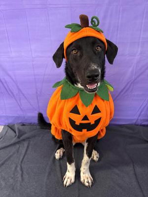 Briar, Labrador Retriever / Border Collie, young, available for adoption