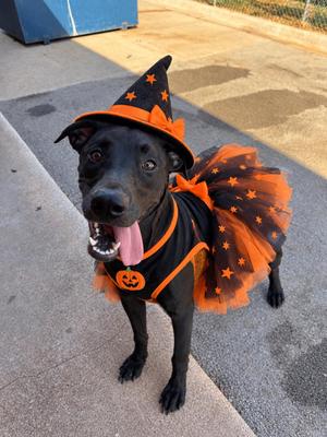 Lady, Mixed Breed / Great Dane, puppy, available for adoption