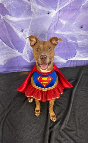 Angel, Pit Bull Terrier, young, available for adoption