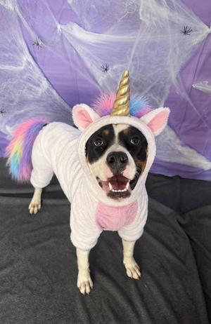 Oreo, Mixed Breed, puppy, available for adoption