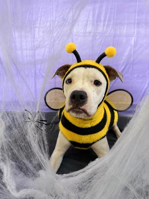 Windy, Pit Bull Terrier, young, available for adoption
