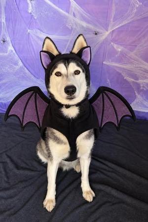 Jasmine, Siberian Husky, adult, available for adoption