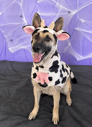 Sunny, German Shepherd Dog, adult, available for adoption