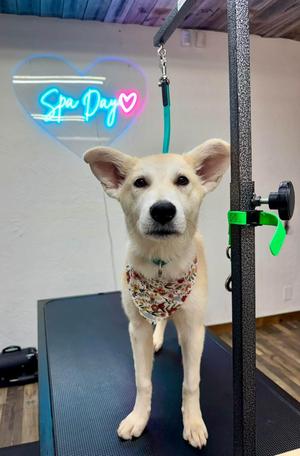 Bella, Mixed Breed / Husky, puppy, available for adoption