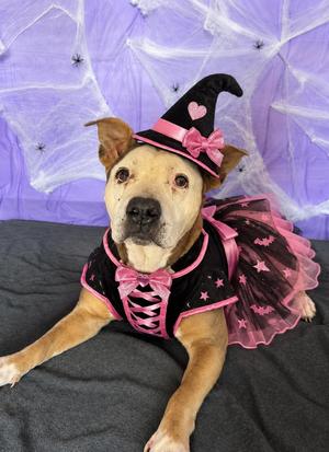 Tuna, Pit Bull Terrier, senior, available for adoption