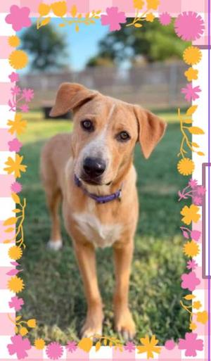 Flamingo, Mixed Breed, young, available for adoption