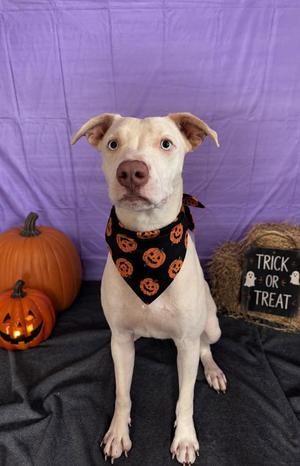 Casper, Pit Bull Terrier, young, available for adoption