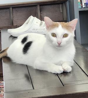 A white cat with black spots lying on a wooden table, with a white shoe in the background.