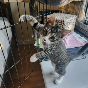 Cappuccino, kitten, available for adoption