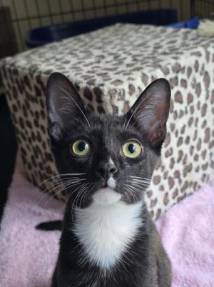 Theo, kitten, available for adoption