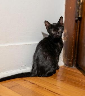 Jack, kitten, available for adoption