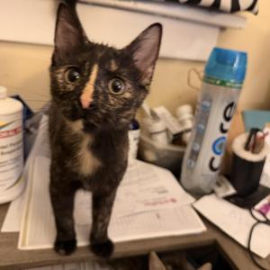 Ally, kitten, available for adoption