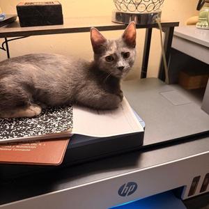 Cindin, kitten, available for adoption
