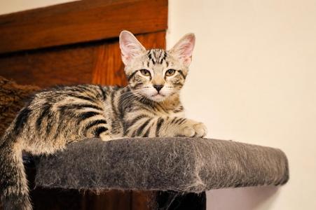 Charlie Kitten, kitten, available for adoption