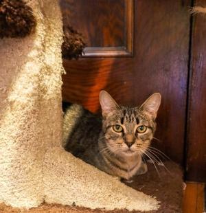 Cita, adult, available for adoption