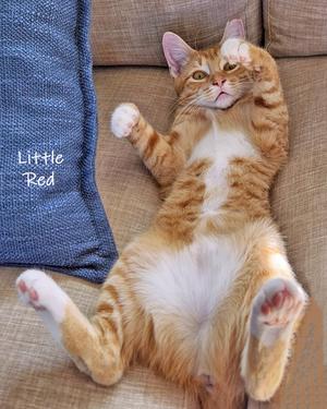 An orange tabby cat lies on its back on a couch, with one paw raised.