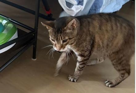 A tabby cat walking on a wooden floor, with a green and white object in the background.