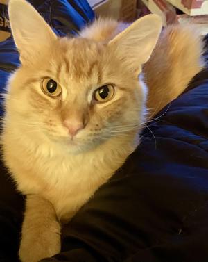 Peanut, young, available for adoption