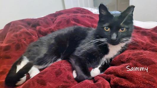 Sammy, adult, available for adoption