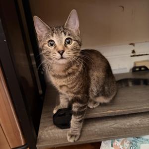 Nicole, kitten, available for adoption