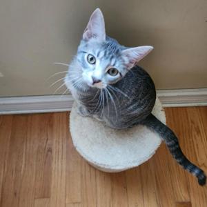 A gray tabby cat sitting on a small, round, white scratching post on a wooden floor.