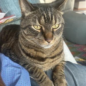 A tabby cat with green eyes sitting on a person's lap.