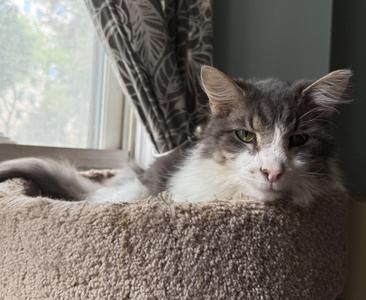 Malcolm, senior, available for adoption