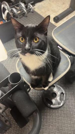 Oreo, young, available for adoption
