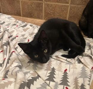 Garbanzo, kitten, available for adoption