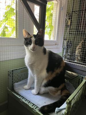 Nina, adult, available for adoption