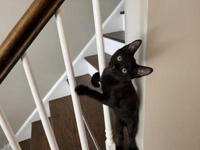 A black cat standing on a staircase, looking up at the camera with its ears perked and one paw raised.