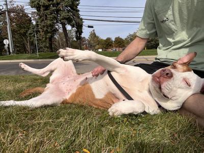 Coco Cookie CM 8/19, Rat Terrier / American Staffordshire Terrier, adult, available for adoption