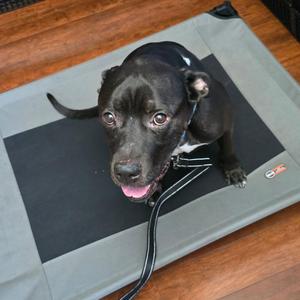 Bryon CM 7/20, Rottweiler / Black Labrador Retriever, adult, available for adoption