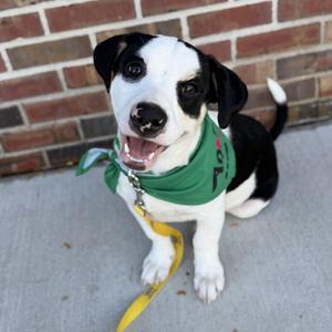 Gus Gus, Beagle / Jack Russell Terrier, puppy, available for adoption
