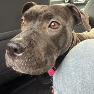 Sweetie CM 1/25, American Staffordshire Terrier / French Bulldog, young, available for adoption