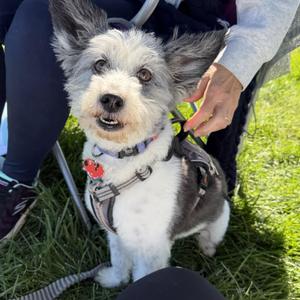 Pepper OS 1120, Corgi / Miniature Poodle, adult, available for adoption