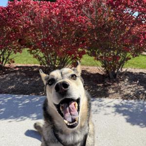 Wylie CM 8/19, Husky, adult, available for adoption