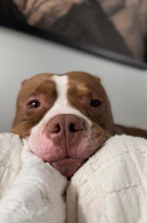Henrik OS 0218, Pit Bull Terrier, senior, available for adoption