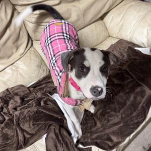 Cricket CM, Jack Russell Terrier / Beagle, puppy, available for adoption