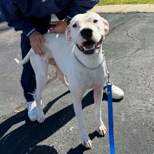 Pebbles SP, Dogo Argentino / Boxer, young, available for adoption