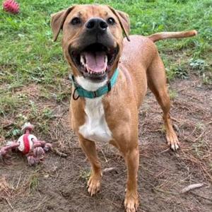 A brown dog with a white chest and a green collar stands on a patch of grass and dirt, smiling with its mouth open. A red and white toy lies on the ground to the left.