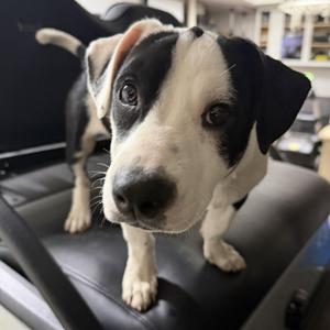 Violet CM, Jack Russell Terrier / Basset Hound, puppy, available for adoption